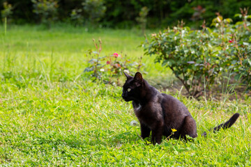 Close-up of a black cat with green eyes on green grass on a sunny summer day