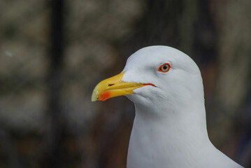 close up of a seagull