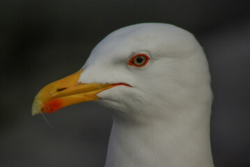 close up of a seagull