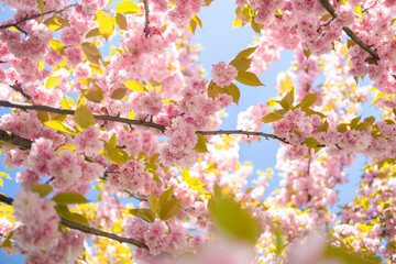 Fototapety  Beautiful cherry tree blossoming on spring. Beauty in nature. Beautiful nature spring background. Photo toned in light pink color. Copy space for text. 