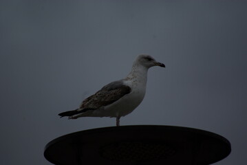 seagull on the beach