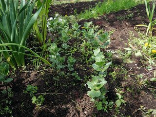 young Mint growing in the garden