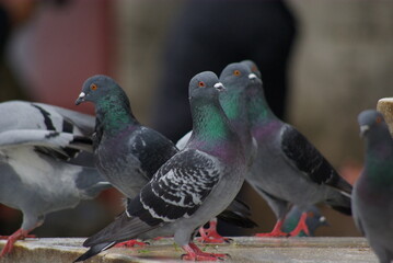 pigeon in the park