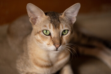 Cat relaxing with eyes open