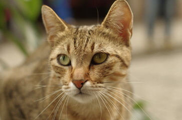 close up portrait of a cat