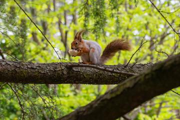 Squirrel on a tree with a piece of bread. High-quality photography, selectively focus, close-up