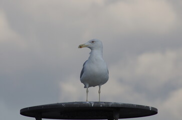 seagull on the beach