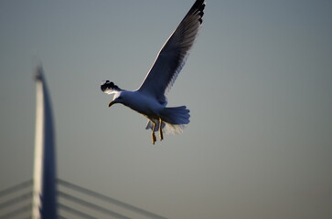 seagull on the beach