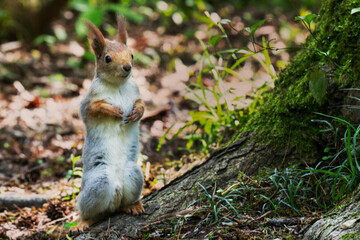 Squirrel close-up among autumn foliage in the forest