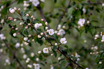 Wild berry apple blossom. White flowers on a tree close-up