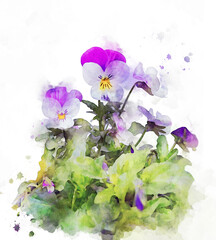 Watercolor pansy flower. Purple garden viola with leaves in blossom. Hand painted floral print ready poster. Botanical illustration with garden florals
