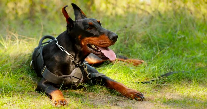 Young, Beautiful, Black And Tan Doberman Lying On The Lawn. Dobermann Is A Breed Known For Being Intelligent, Alert, And Loyal Companion Dogs.