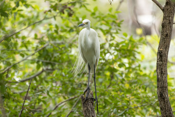 立ち辛そうに木に立つチュウサギ