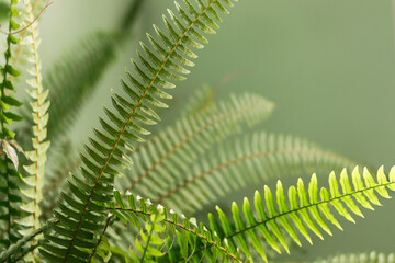 Fern leaves close-up.Abstract natural background.Urban jungle concept.Biophilic design.Selective...