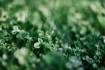 Young green leaves jib close-up, fresh lawn grass in summer on the ground in sunlight for a screen saver, mock up