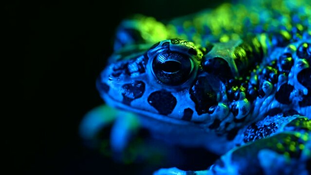 Beautiful ground toad close-up night shot under blue neon colorful light. Natterjack breathing and looking at camera. Amazing frog blinks eyes, stirs nostrils, macro footage. Dark background.