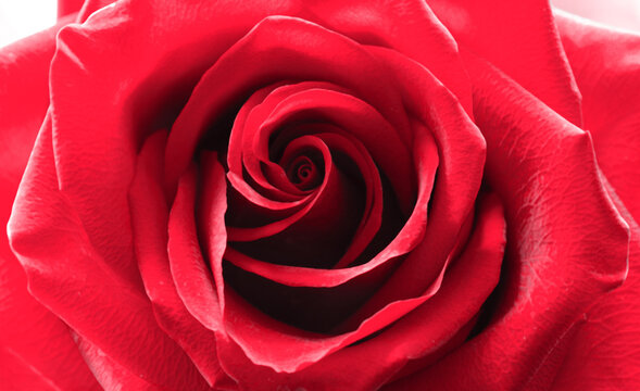 Close up red rose flower. Abstract background. Macro. Selective focus. Soft focus. 