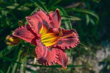 Fototapete bei efototapeten.de bestellen   