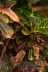 The leaves of the Codiaeum variegated close-up.Home gardening,urban jungle,biophilic design.Selective focus.