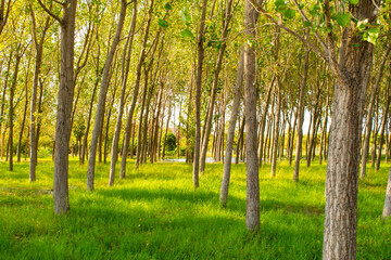 Poplar tree forest in a sunny day