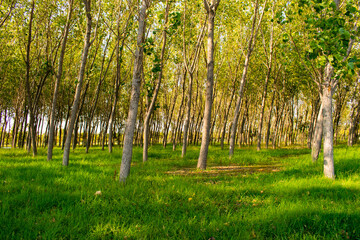 Poplar tree forest in a sunny day