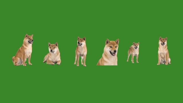 shiba inu on green screen