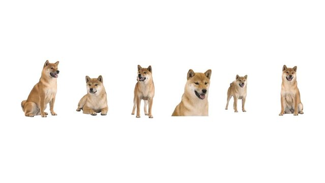 shiba inu on white background