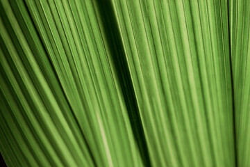 Green leaf of molineria close-up.Natural abstract background.Urban jungle concept.Biophilic design.