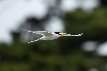 緩やかに滑空するコアジサシ