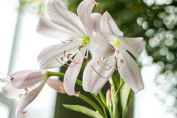 White flowers of crinum moorei close-up.Home gardening,urban jungle,biophilic design.Selective focus.