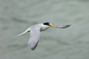 素早く羽ばたき上昇するコアジサシ