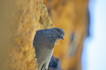 pigeon on a branch