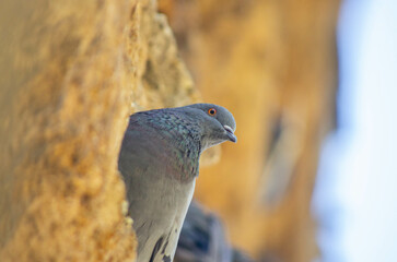 pigeon on a branch
