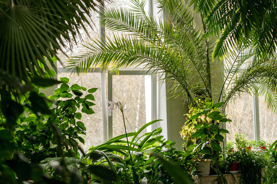 Fragment of the interior with indoor plants and palm trees.Urban jungle concept.Biophilia design.Home gardening.Selective focus.