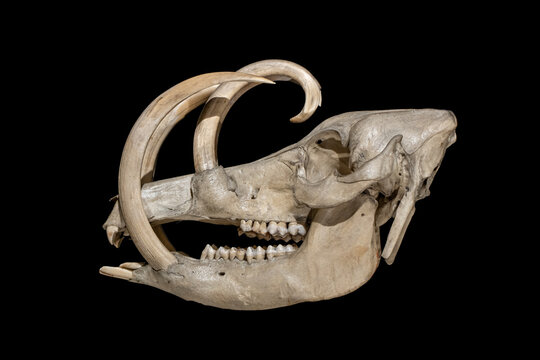 The skull of the Buru babirusa (Babyrousa babyrussa) on a black background