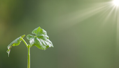Bean sprout, a young plant with leaves on a blurred background in the sun.