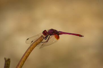 red dragonfly on a branch