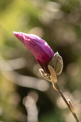 Magnolia tree blossom in springtime