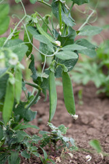Young pea pods on a stalk. Growing legumes in the beds.