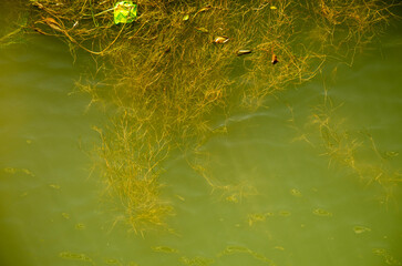 Obraz premium moss and river background