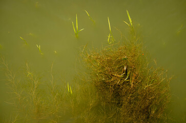 moss and river background