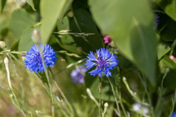 Blue Cornflower