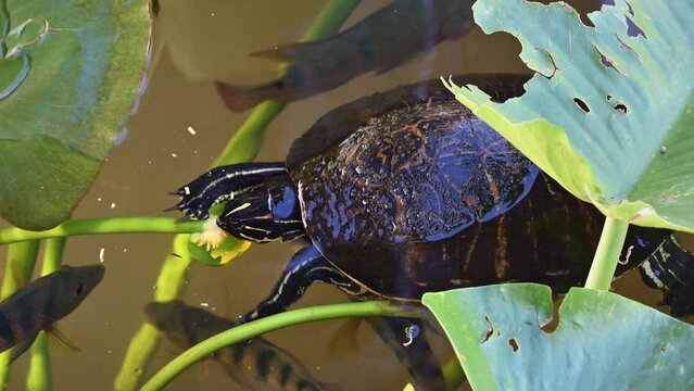 Florida red-bellied cooter or Florida redbelly turtle (Pseudemys nelsoni) eating from a yellow pond-lily (Nuphar variegata) bud, some fish underneath Everglades, Florida.