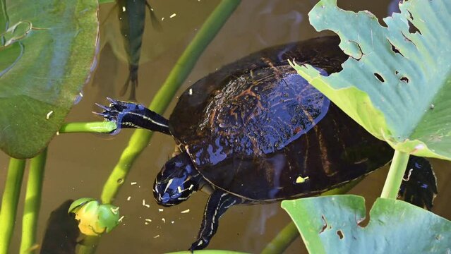 Florida red-bellied cooter or Florida redbelly turtle (Pseudemys nelsoni) eating from a yellow pond-lily (Nuphar variegata) bud, some fish underneath Everglades, Florida.