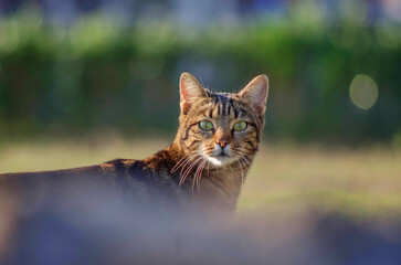 portrait of a cat with eyes