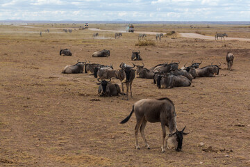 Antelopes gnus lying and eating grass in savannah, zebras and safari jeeps on the road in the...