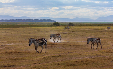 Fototapeta na wymiar Zebras going in the twilight in savannah. Amboseli national park. Kenya