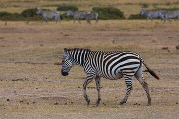 Fototapeta na wymiar Zebra walking in savannah. Amboseli national park. Kenya