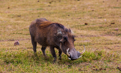 Fototapeta na wymiar Warthog in savannah. Amboseli national park. Kenya