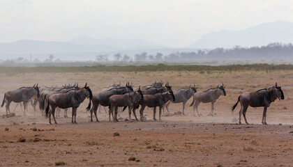 Fototapeta na wymiar Antelopes gnu standing in the dust in savannah. Amboseli national park. Kenya